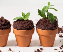 Chocolate Mint Flower Pot Cupcakes